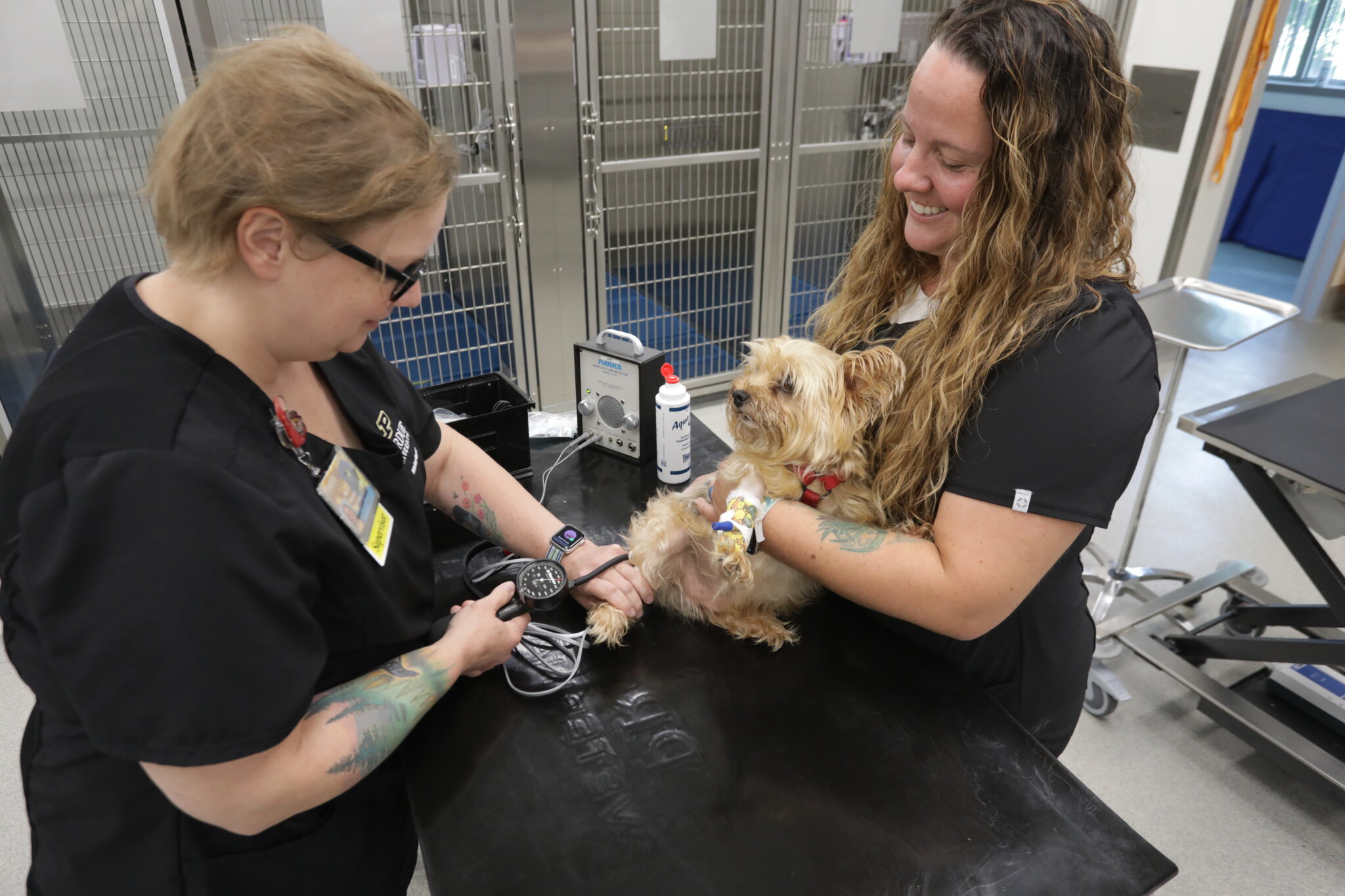 veterinary staff working with dog
