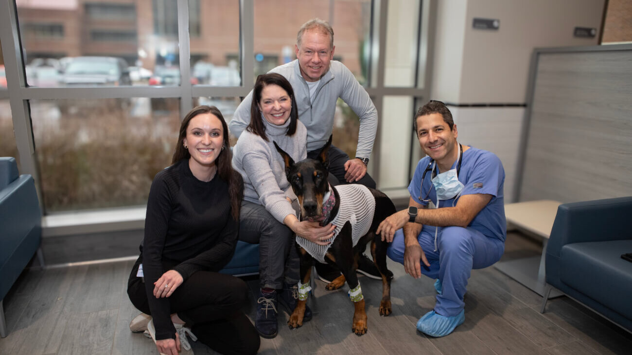 vet team with dogs